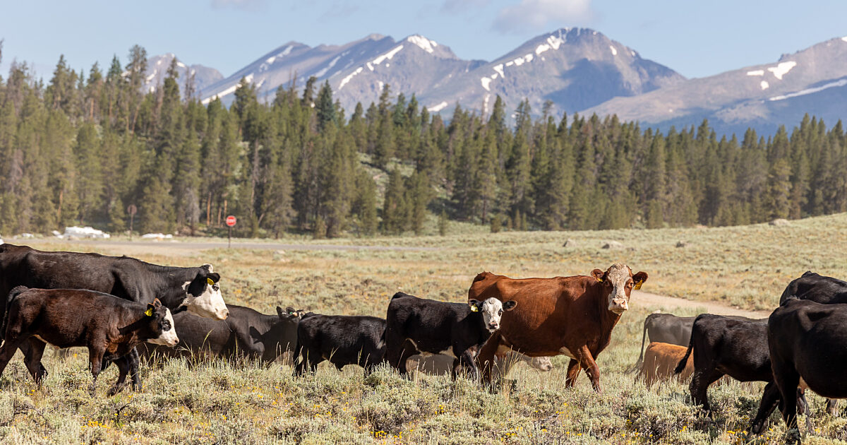 Cows Grazing on Grass